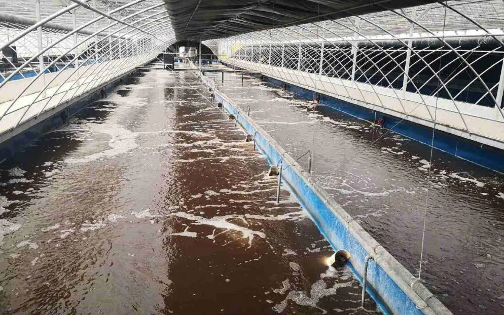 （圖：屠宰場污水起泡）